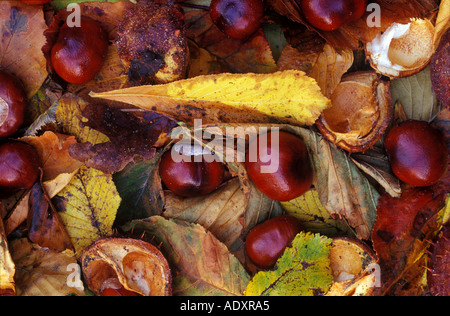 Close Up von Conkers und Blätter und Muscheln im Herbst in Großbritannien Stockfoto