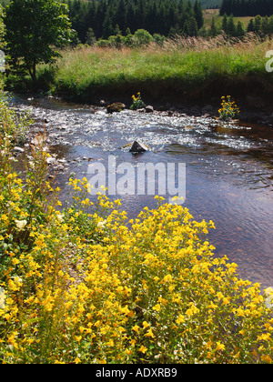 Affe Blumen wachsen neben den "Fluss Devon" Glendevon Perthshire Schottland Mimulus Guttatus Braunwurz Familie Stockfoto