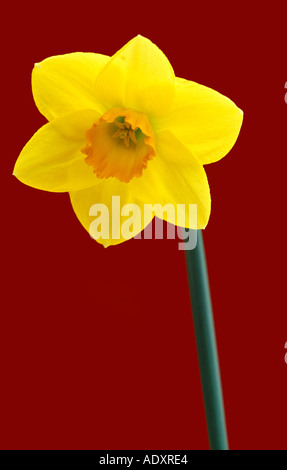 Eine Nahaufnahme von einem gelbe Narzisse (Narcissus Pseudonarcissus) vor einem roten Hintergrund im Vereinigten Königreich Stockfoto