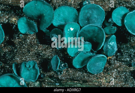 grüne Elfcup (Chlorociboria Aeruginascens, Chlorosplesplenium Aeruginascens), Deutschland Stockfoto