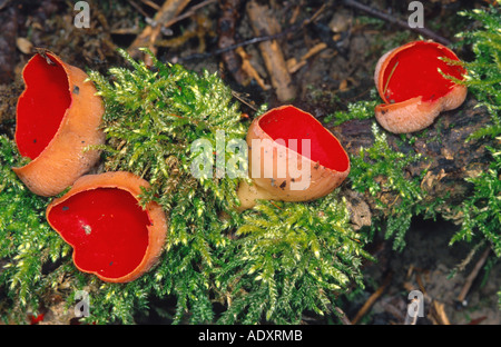 scharlachroten Elfcup (Sarcoscypha Austriaca), Deutschland, Sauerland Stockfoto