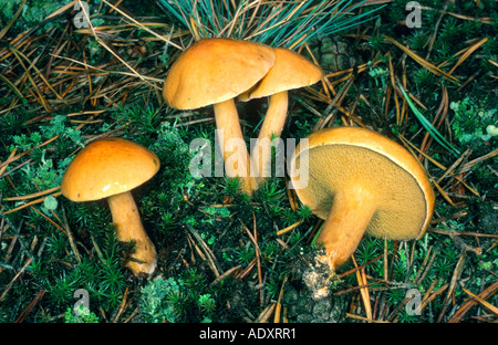 Bovine Bolete (Suillus Bovinus), Belgien Stockfoto