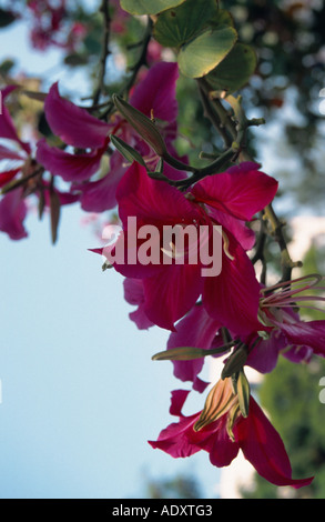 Hong Kong Orchidee Baum, Camels Fuß (Bauhinia X blakeana), China, Hong Kong Stockfoto