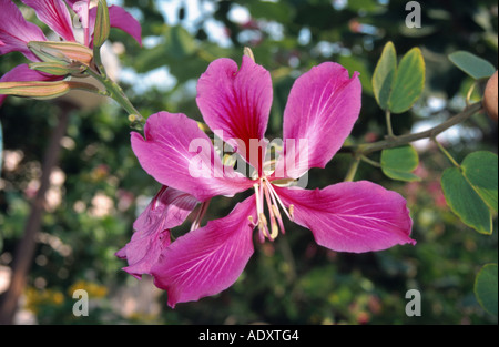 Hong Kong Orchidee Baum, Camels Fuß (Bauhinia X blakeana), China, Hong Kong Stockfoto