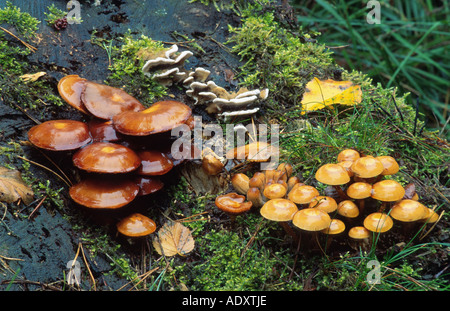 ummantelte Stockschwämmchen (Kuehneromyces Stockschwämmchen), Deutschland, Hamburg Stockfoto