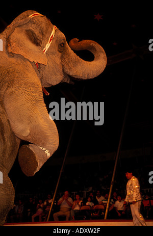 Mexikaner Person Mann männlich Tiertrainer mit Elefanten im Zirkus in Puerto Vallarta Jalisco Staat Mexiko Stockfoto