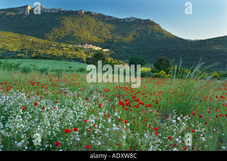 Ein Feld von Mohn Wiesenblumen Dorf von Duilhac und Chateau Peyrepertuse Katharer Burg auf Bergrücken oberhalb Pays Cathare Frankreich Stockfoto
