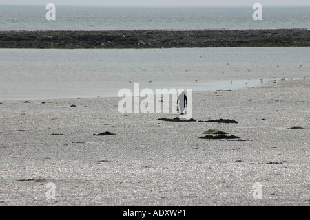 Mann in der Silhouette, die zu Fuß auf Watten mit Werkzeugen für Köder für den Fischfang zu graben. Stockfoto