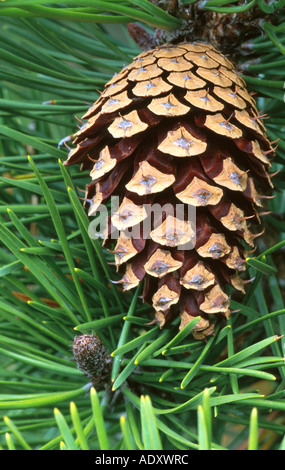 Föhre, Scots Kiefer (Pinus Sylvestris), Kegel, Dänemark, Jylland, Vejers Strand Stockfoto