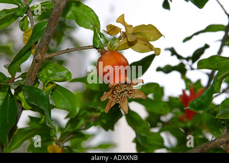 Junge Granatapfel Anfang in Form von befruchteten Blüte auf Mallorca. Stockfoto