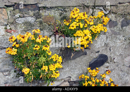 Alten verfallenen Gebäude aus Stein auf Holy Island mit Mauerblümchen in Wand wächst. Stockfoto