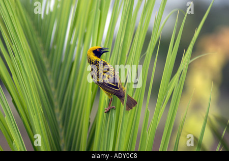 schwarze Leitung Weaver thront auf einem Palmblatt Stockfoto