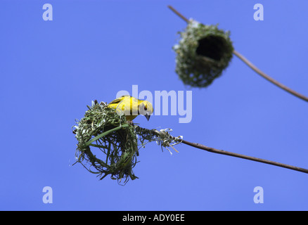 schwarze Leitung Weaver Nest gehockt Stockfoto