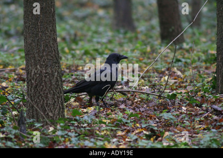 Rabe sitzt im Wald Stockfoto