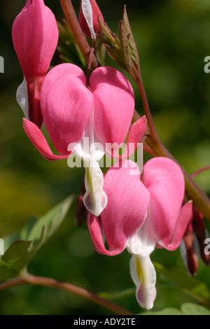 Dicentra / Herz bluten Stockfoto