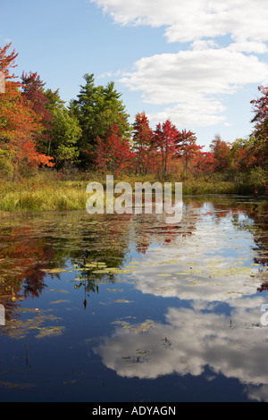 Sumpf im Herbst Stockfoto