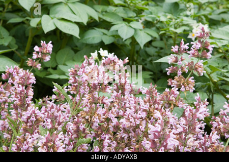 Rosa verbreitete Salbei Pflanze Stockfoto