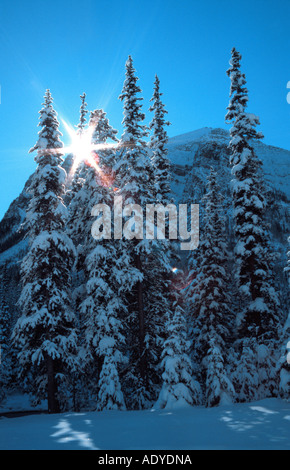 Winterlandschaft, Sonne durch die Bäume, Kanada, Alberta, Banff NP Stockfoto