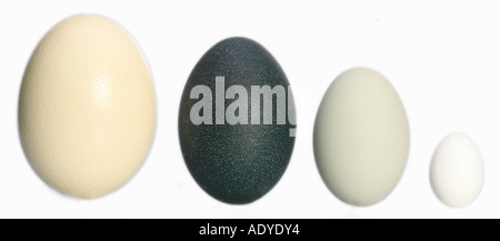Größenvergleich der Eier von Strauß (größte Ei der Welt), emu, Höckerschwan und Hausgeflügel Stockfoto