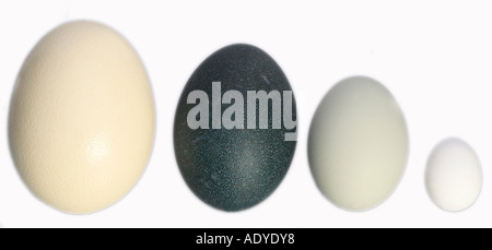 Größenvergleich der Eier von Strauß (größte Ei der Welt), emu, Höckerschwan und Hausgeflügel Stockfoto