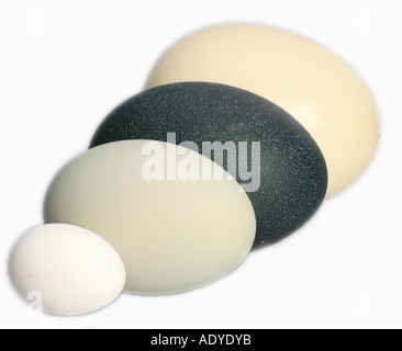 Größenvergleich der Eier von Strauß (größte Ei der Welt), emu, Höckerschwan und Hausgeflügel Stockfoto