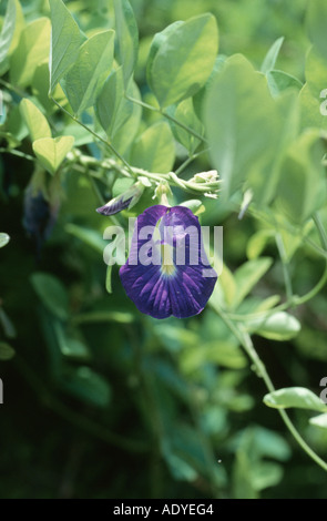 Schmetterlings-Erbse, blauen Erbse, Kordofan Erbse (Clitoria Ternatea), Blume Stockfoto