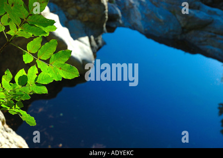 Bergsee mit jungen Baum, Frankreich Stockfoto