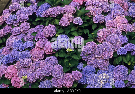 Hortensie (Hydrangea Macrophylla), bush mit blau und rosa Blüten (Hochblätter) Stockfoto
