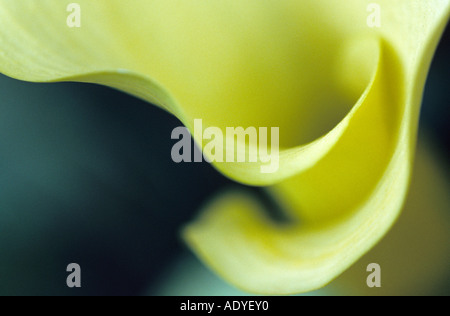 Calla Lily (Zantedeschia spec.), Calla Lilie, Blume detail Stockfoto