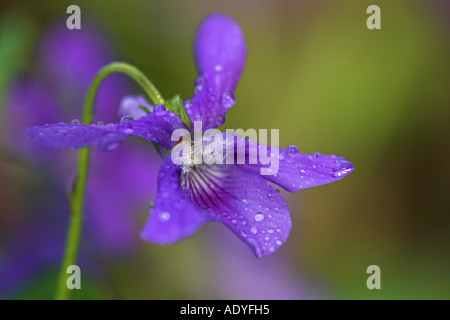 Veilchen (Viola spec.), Blüte mit dem Tau, Deutschland, Hessen, NSG Kühkopf-Knoblochsaue Stockfoto