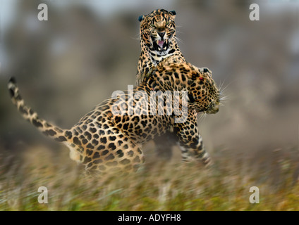 Leopard (Panthera Pardus), zwei kämpfende Individuen, Südafrika Stockfoto