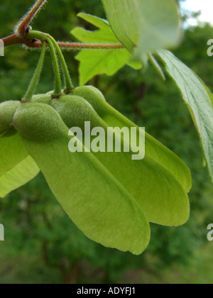 leichte Ahorn (Acer Griseum), unreifen Früchte in einer Reihe, samaras Stockfoto