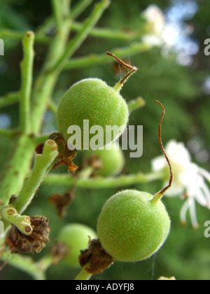 Japanische Rosskastanie (Aesculus Turbinata), Blume Stockfoto