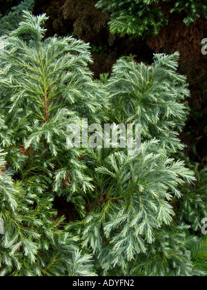 Sawara-Falsecypress (Chamaecyparis Pisifera 'Squarrosa', Chamaecyparis Pisifera Squarrosa), Sorte mit Nadeln Stockfoto