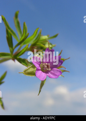 kleine Blumen Storchschnabel, Traveler Geranien (Geranium Pusillum) Blume gegen blauen Himmel Stockfoto