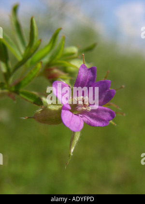 kleine Blumen Storchschnabel, Traveler Geranien (Geranium Pusillum), Blume Stockfoto