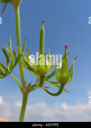 kleine Blumen Storchschnabel, Traveler Geranien (Geranium Pusillum), junge Früchte Stockfoto