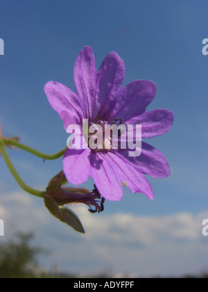 Hecke Storchschnabel, Pyrenäen-Storchschnabel (Geranium Pyrenaicum), Blume gegen blauen Himmel Stockfoto