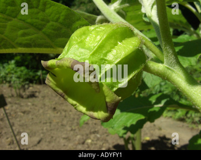 Scopolia, Belladonna (Scopolia Anomala, Scopolia Lurida), Blume Stockfoto