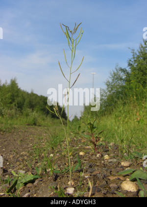 Hornkraut Kresse, Ackerschmalwand, Wand-Kresse (Arabidopsis Thaliana), Fruchtbildung der Pflanze auf industrielle Boden, eines der wichtigsten Stockfoto