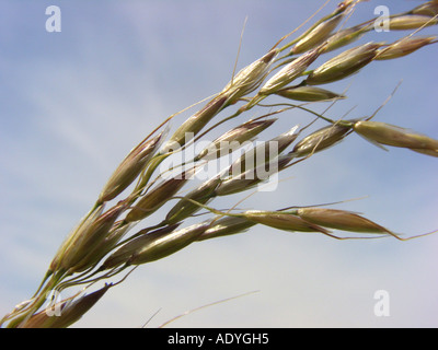 falsche Hafergras, hoch Hafergras, hohe Oatgrass (Arrhenatherum Elatius), Ährchen gegen blauen Himmel Stockfoto