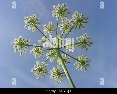 große Pignut (Bunium Bulbocastanum, Bunium Bulbocastaneum), Blütenstand gegen blauen Himmel Stockfoto