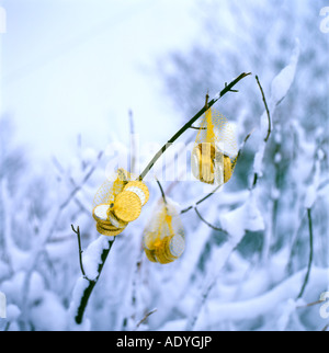 Schokolade Weihnachtsgeld Goldmünzen hängen draußen in Netzen an einer kalten frostigen schneebedeckten Hecke im weißen Winterschneefreif Wales UK KATHY DEWITT Stockfoto