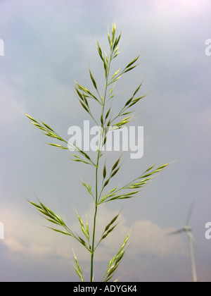 gelbe Hafergras, gelbe Hafer (Trisetum Flavescens), Blütenstand gegen blauen Himmel Stockfoto