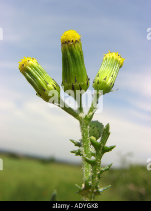 gemeinsamen Kreuzkraut, Old-Man-in-Feder (Senecio Vulgaris), Blütenstände gegen blauen Himmel Stockfoto