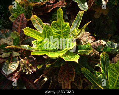 Kroton (Codiaeum Variegatum var. Pictum), Blätter und Blütenstand Stockfoto