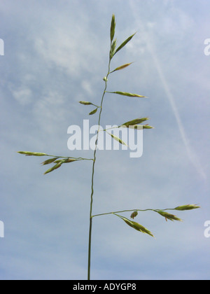 rot-Schwingel (Festuca Rubra), Blütenstand (Rispe) gegen blauen Himmel Stockfoto