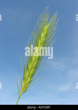 Maus-Gerste (Hordeum Murinum SSP. Murinum), Blütenstand gegen blauen Himmel Stockfoto