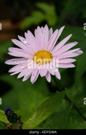 Persische Bertram (Tanacetum Coccineum, Chrysanthemum Coccineum), inflroescence Stockfoto