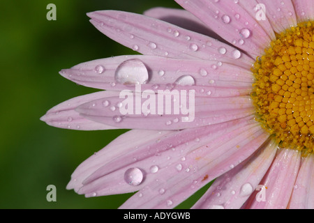 Persische Bertram (Tanacetum Coccineum, Chrysanthemum Coccineum), Teil des Inflroescence mit Regentropfen Stockfoto